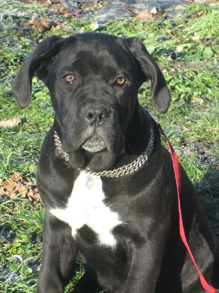 Du Croc Blanc Au Masque Noir - Cane Corso - Portée née le 30/08/2014